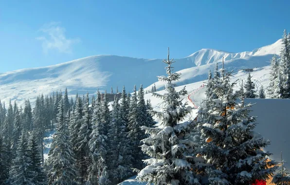 Картинка зима, снег, горы, ели, Украина, Карпаты, горнолыжный курорт, Буковель