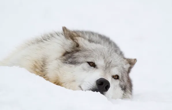Картинка зима, морда, снег, отдых, волк