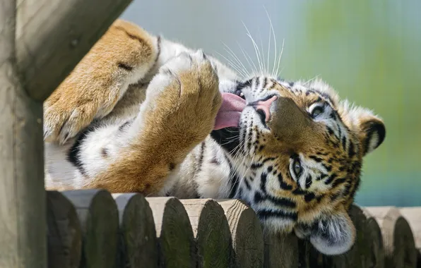 Язык, кошка, умывание, амурский тигр, ©Tambako The Jaguar