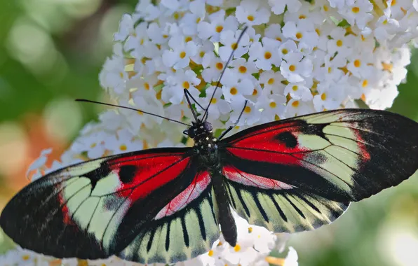Картинка цветок, узор, бабочка, растение, крылья, насекомое, мотылек