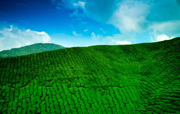 Картинка небо, облака, горы, голубое, чайная, зелёная, плантация