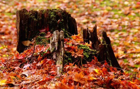 Осень, листья, природа, пень, желтые, сухие, труха