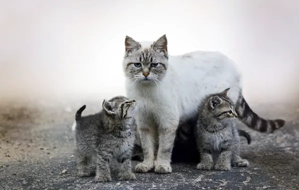 Animal, cute, kittens, mist, puppies, fur, ears, muzzle