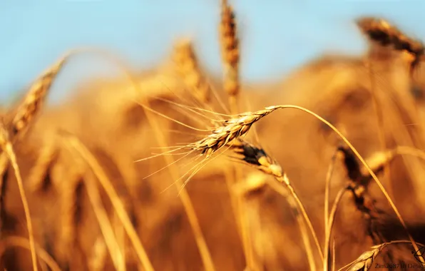 Картинка пшеница, поле, колос, хлеб