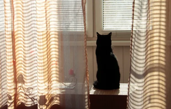 Кошка, трава, кот, солнце, widescreen, обои, тень, wallpaper