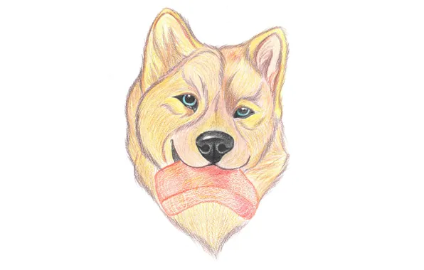 Еда, собака, рисунок карандашом