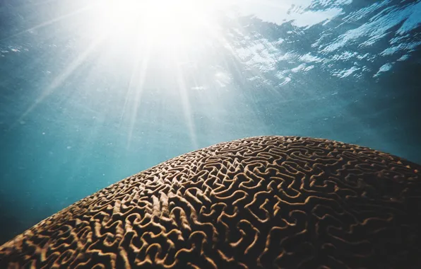 Море, вода, солнце, океан, подводный мир, под водой, коралл, мозговой коралл