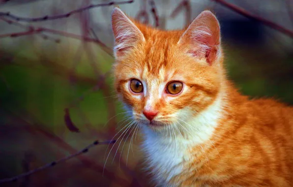Котенок, рыжий, размытый фон
