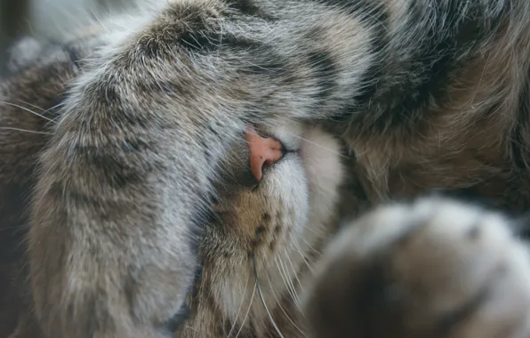 Кошка, усы, лапки, нос