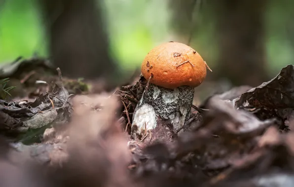 Осень, лес, листья, природа, поляна, гриб, боке, грибок