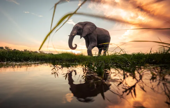 Картинка трава, вода, отражение, рассвет, слон, утро