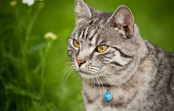 Картинка кошка, трава, взгляд, животное
