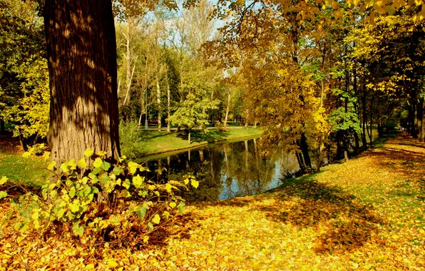 Картинка осень, листья, вода, солнце, деревья, парк, отражение, желтые