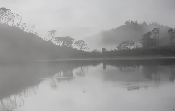 Картинка деревья, туман, озеро, отражение, холмы, птица