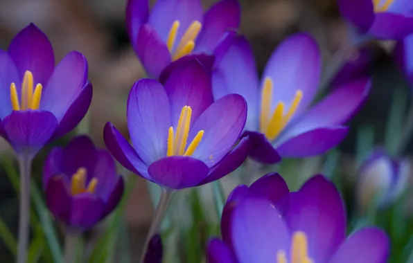 Картинка фиолетовый, макро, цветы, весна, пурпурный, первоцвет, Крокусы