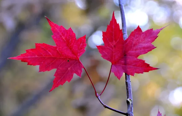 Картинка осень, листья, ветка, клен, багрянец