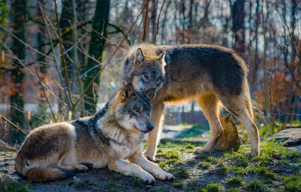 Картинка nature, predator, animal, wolf, wildlife, portrait, portrait., Canis lupus. face