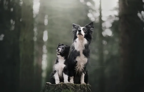 Картинка лес, собаки, фон
