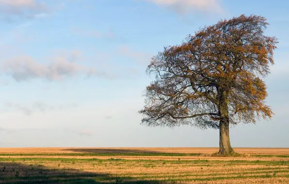 Картинка grass, sky, Tree, field, nature, autumn, fall