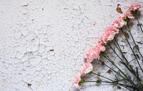 Цветы, розовые, wood, pink, гвоздика, flowers