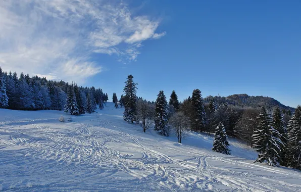 Картинка forest, winter, snow