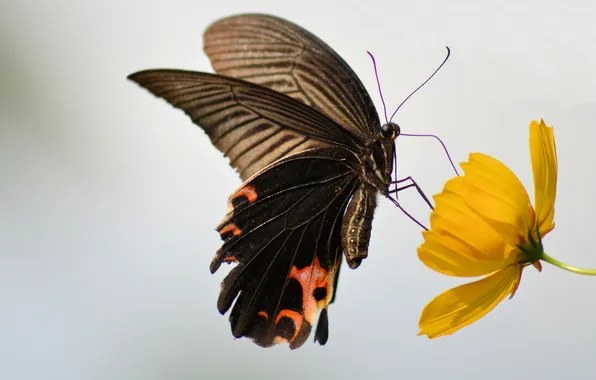 Картинка цветок, бабочка, крылья, насекомое