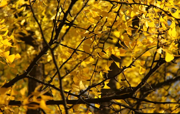 Картинка макро, деревья, ветки, листики, жёлтая листва