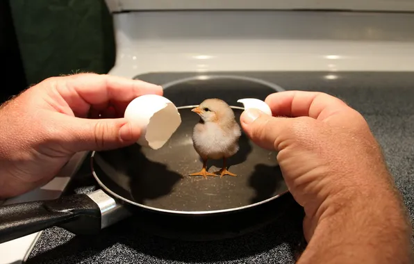 Chicken, Hot wings, frying pan