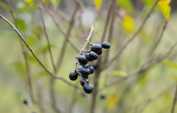 Black, fruits, twig