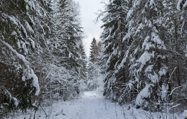 Зима, лес, снег, елки, ели, дорога в лесу, снежная дорога, снежно