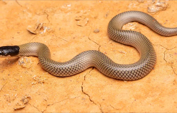 Природа, змея, snake, animals, nature, step by step, не спеша