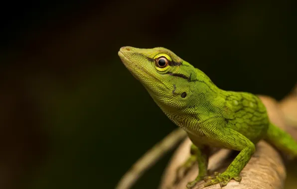 Картинка природа, Neighbouring anole, Anolis parilis