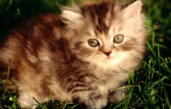 Картинка пушистый, полосатый, серый котенок