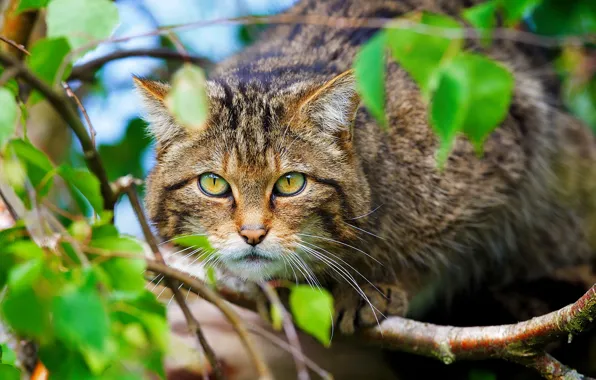 Морда, животное, дикая кошка, Scottish Wild Cat