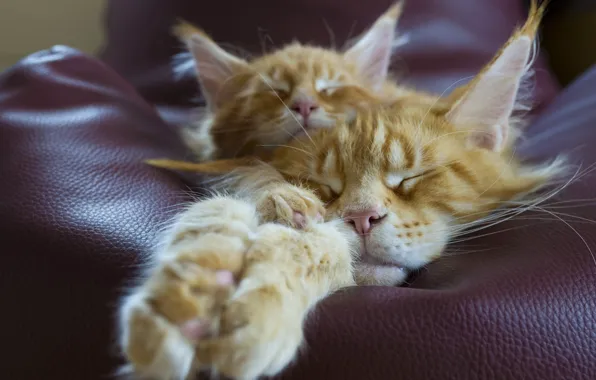 Кошки, поза, коты, сон, лапы, пара, рыжие, два