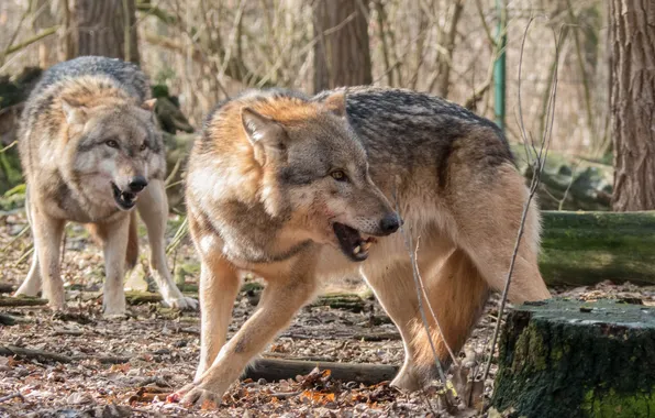 Картинка nature, snow, predator, face, animal, wolf, wildlife, portrait