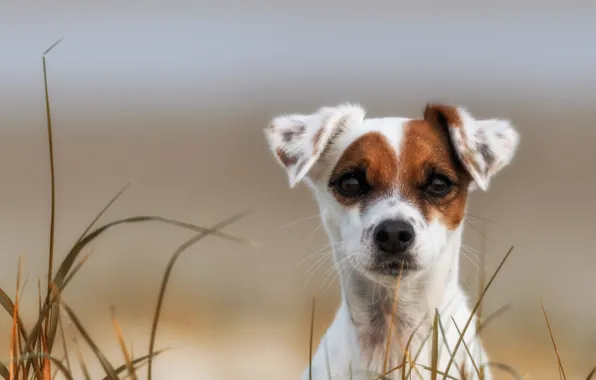 Картинка трава, взгляд, собака, щенок, мордашка, Парсон Рассел терьер