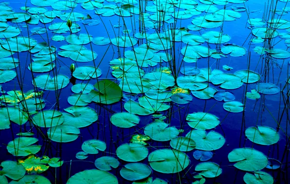 Картинка листья, озеро, пруд, река, растение