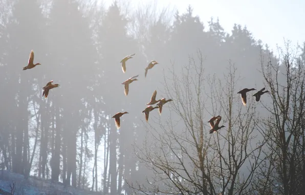 Картинка птицы, природа, туман, весна, утро