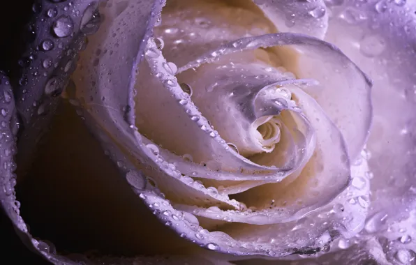 Картинка белый, капли, макро, цветы, фон, розы, лепестки, бутоны