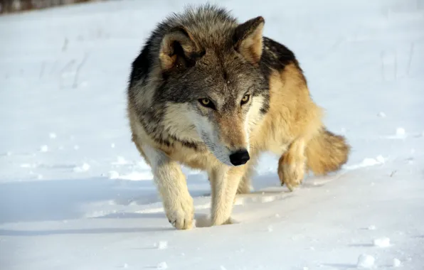 Зима, природа, волк