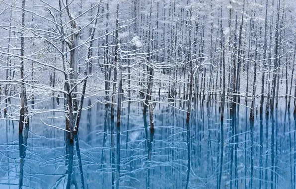 Картинка зима, вода, снег, отражения, деревья, остров, Япония, Хоккайдо