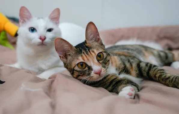 Кошка, кот, взгляд, морда, кошки, поза, отдых, коты