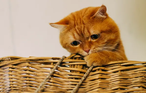 Кот, корзина, рыжий, грустный