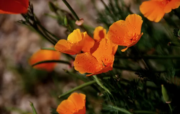 Картинка Капли, Весна, Spring, Drops, Оранжевые цветы, Orange flowers