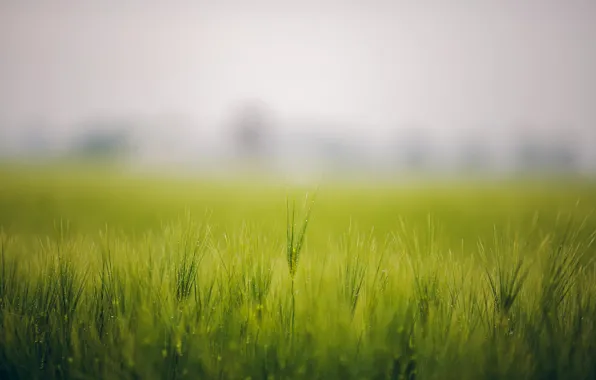 Картинка поле, трава, туман, роса, колоски