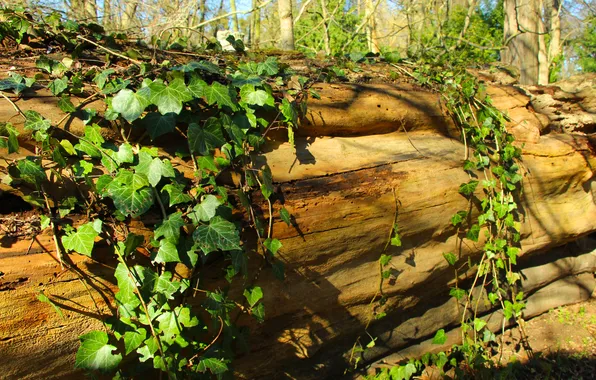 Wood, park, ivy, tree trunk
