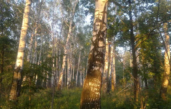 Закат, лесу, в летнем