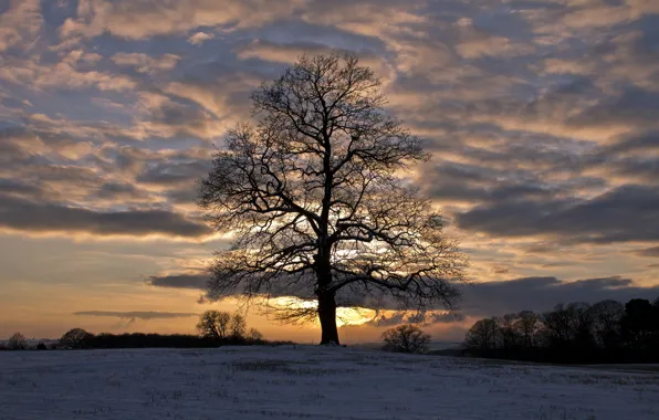 Картинка поле, небо, облака, снег, деревья, закат, Зима, вечер