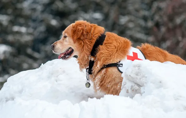 Картинка зима, снег, собака, рыжий, боке, ретривер, санитар